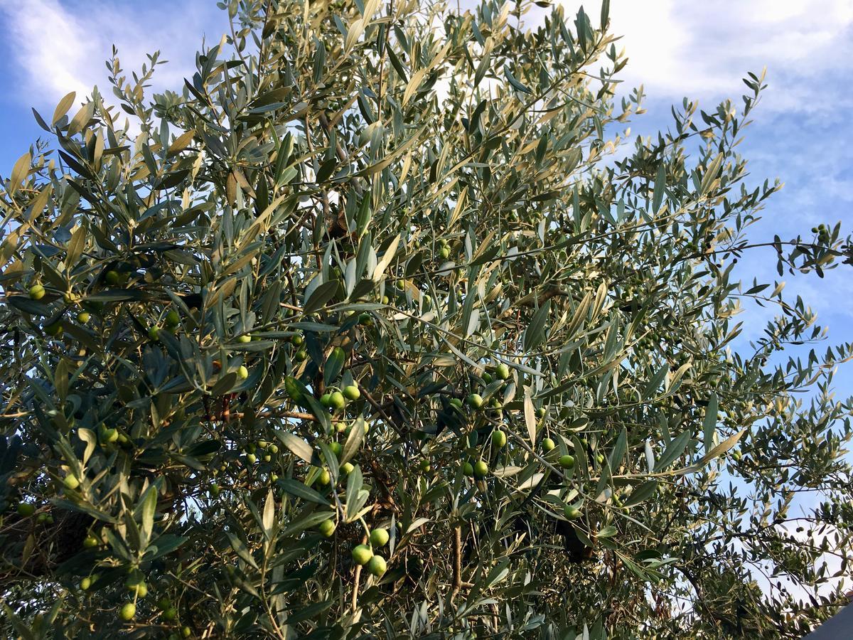 C'Era Una Volta Podere San Giovanni Fossacesia Buitenkant foto